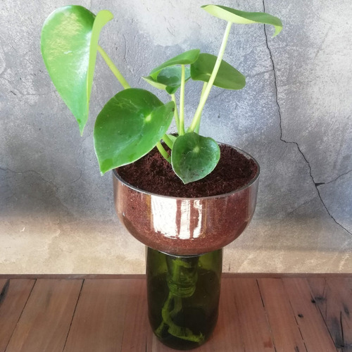 Imagen 3 de 6 de Cuchara Little Plant 27 Sin Soporte. Maceta Autorregante