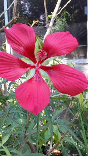 Semillas De Hibiscos Coccineus 