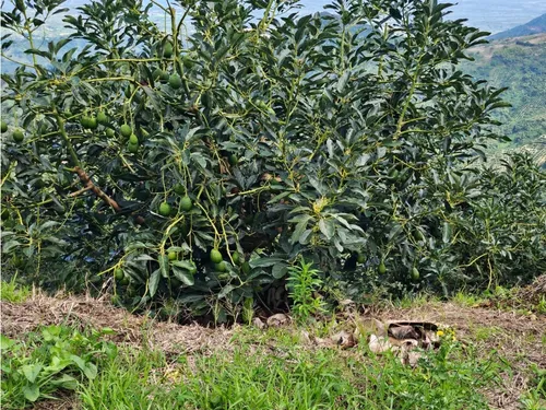 Se Vende Finca En Produccion Aguacate Hass Pijao Quindio