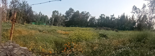 Parcela Codegua A 45 Minutos De Santiago
