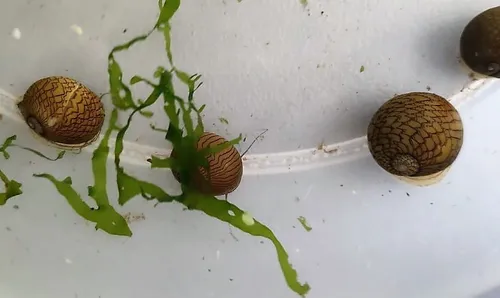 Caracol Neritina Cebra Come Algas - Unidad a $24900