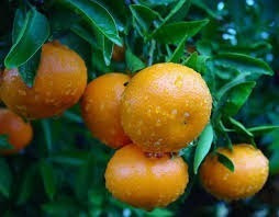 Frutales Citricos Mandarinos Injertados!!!