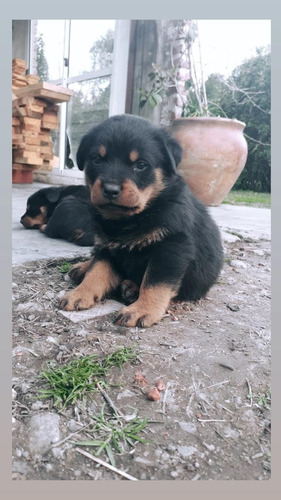 Rottweiler Cachorros Linaje 2