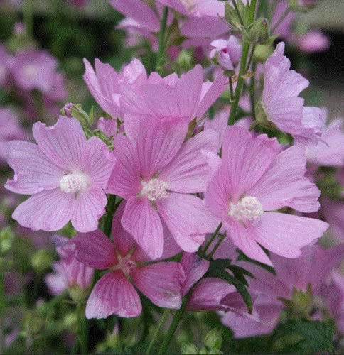 20 Semillas De Flor De Malva Moschata Rosa + Instructivo