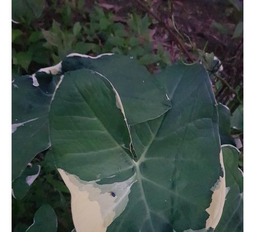 Xanthosoma Atrovirens - Orelha De Elefante / Taiá Variegado