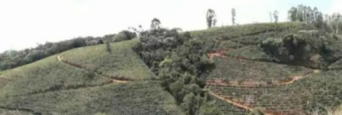 Terreno Com Casa, Natureza E Rentabilidade