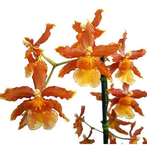 Orquidea Odontocidium Catatante Planta Adulta | MercadoLivre 📦