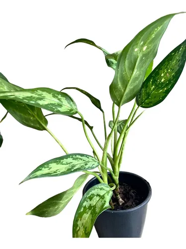 Aglaonema Pictum Tricolor Rara Colecionável | MercadoLivre Aglaonema Pictum Tricolor Rara Colecionável | MercadoLivre