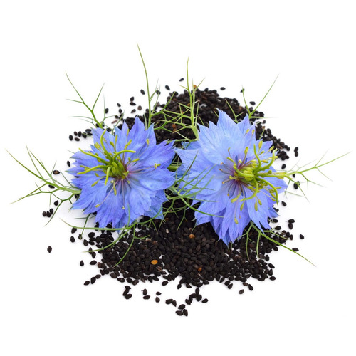 Imagem 2 de 9 de 50 Sementes De Cominho Preto Nigella Sativa Erva Flor