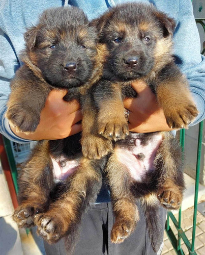 Imagen 4 de 10 de Cachorros Ovejero Alemán