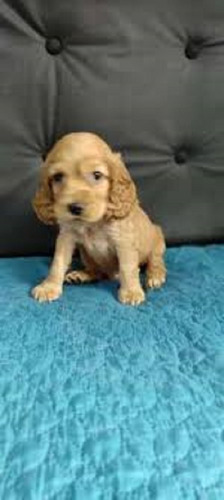 Imagen 3 de 3 de Cocker Spaniel