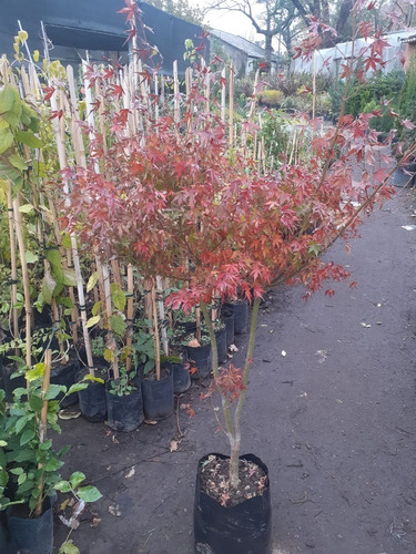 Imagen 2 de 3 de Arbol Acer Palmatum, Arce Japonés, Arce Enano E15