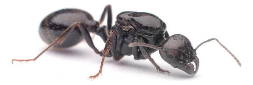 Hormiga Reina Messor Barbarus