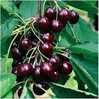 Black Cherry Semillas De Árbol Frutal, 25 Semillas Por Paque