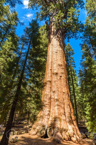 Secuoya Gigante ( Arbol ) Sequoia Sempervirens 1 - 1-20 M
