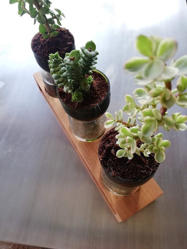 Imagen 3 de 3 de Jardinera Autorregante Suculentas, Trío