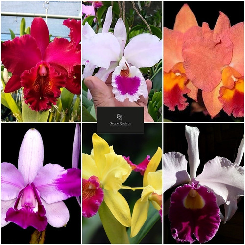 5 Mudas Corte Lindas Orquidea Cattleya Pronta Entrega | Parcelamento sem  juros