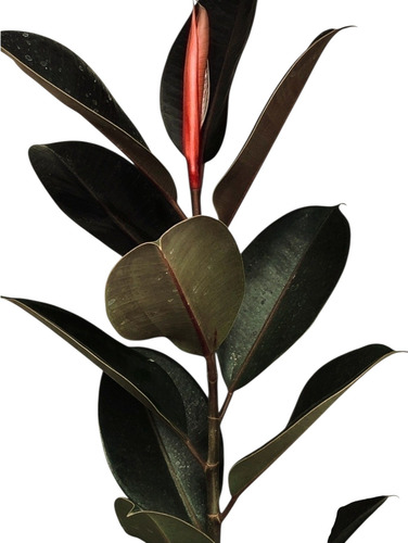 Ficus Elastico Cabernet Rojo 85+50 Delviso