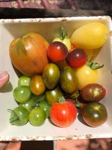 Semillas Para Huerta Tomates Exóticos 