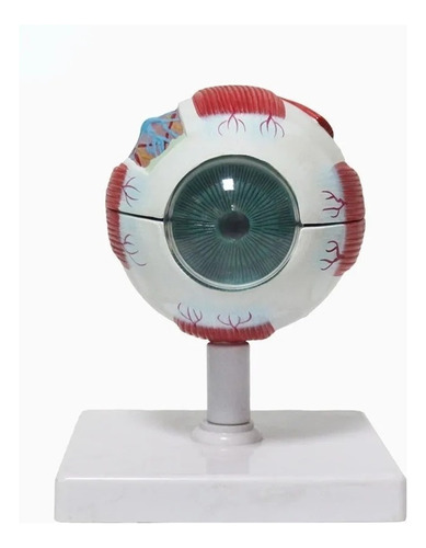 Modelo De Globo Ocular De Anatomía Del Ojo Humano