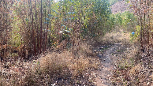 Imagem 7 de 14 de B1 Terreno Com Visão Ampla Para A Natureza Arvores Frutífera