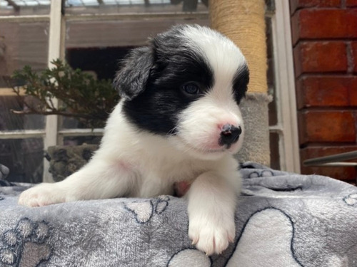 Cachorros Border Collie Clásicos Línea Belleza 