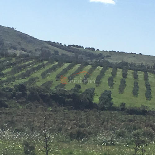 Campo En  Venta En  Uruguay, Ruta 9,