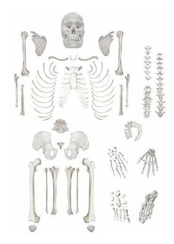 Esqueleto Humano Desarticulado, Completo, Calidad Médica,