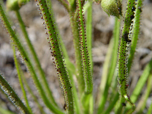 2 Semillas Drosophyllum Lusitanicum (planta Carnívora)