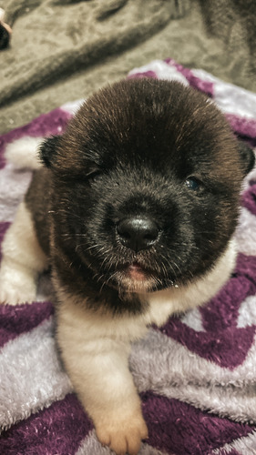 Akitas Americanos -hembras-wt974300544