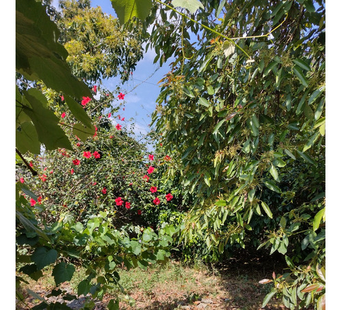 Casa Con Garaje Descubierto, Amplio Frente, Fondo Con Árboles Frutales Y Quincho