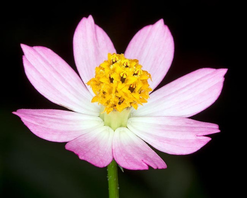 100 Sementes De Cosmos Lilás Flor Panc Pasto Apicola Abelhas