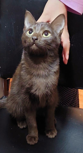Imagen 4 de 4 de Gatitos Blancos En Adopción (leer Descripción)