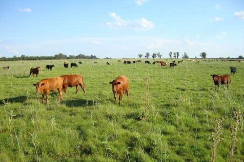 Sc923 Campo Mixto En Tostado, 9 De Julio. Santa Fe