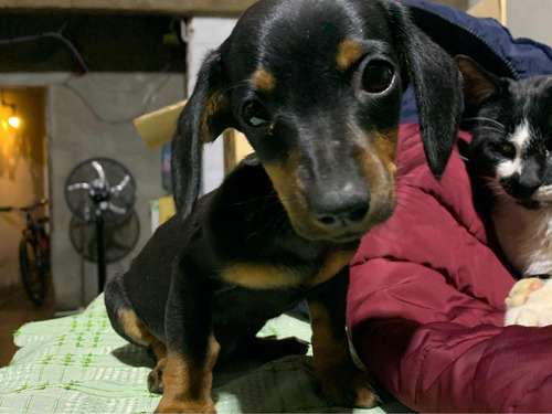 Cachorra Salchicha Mini