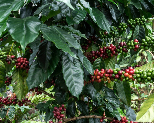 Imagen 2 de 4 de Café Los Frailes Honey Grano 500 Gr
