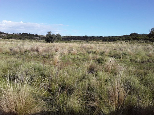 Campo Ganadero 610 Ha, Traslasierra, A Pocos Km De Cura Brochero Con Casa Empleados. U$s 1.312/ha