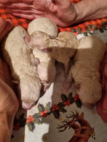 Imagen 4 de 5 de Caniches Elige Tu Mascotita Para Reyes