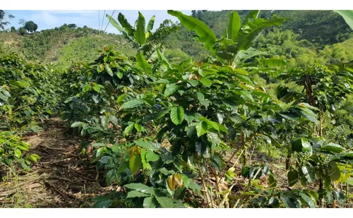 Vendo Finca Cafetera 47 Cuadras Por El Trebol Chinchina