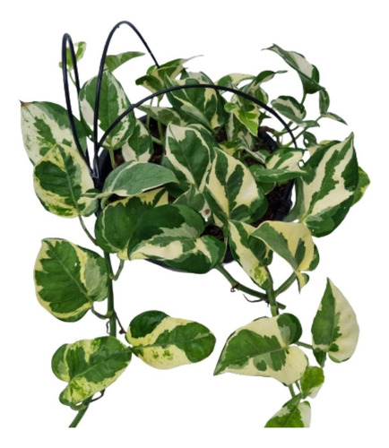 Jibóia Njoy Planta Natural Folhas Variegata  Vs 10 Raridade 