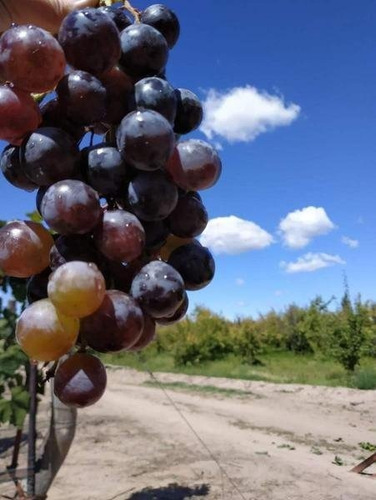 Imagen 23 de 30 de 3 Fincas Con Bodega En Venta Cañada Seca.