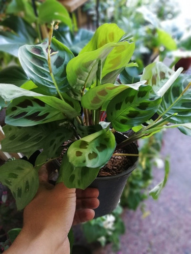 Planta De Interior Maranta Kerchoviana