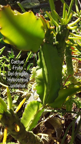 Cactus Fruto Del Dragón Pitahaya Hylocereus Undatus Envio3df