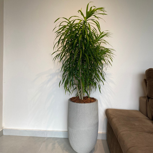 Vaso Argos 150x35 Cm Cor Cimento Com Pleomele Fita