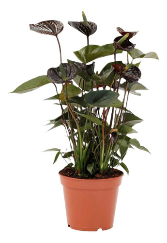 Sobre Para Sembrar 45 Plantas Anturio Anthurium Mix Colores