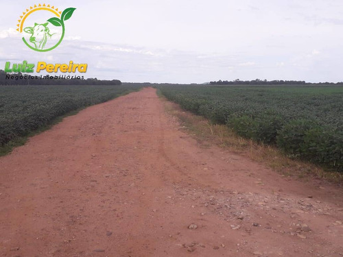 Imagem 7 de 13 de Fazenda À Venda Em Peixe - To - De 185 Alqueirões (dupla Aptidão) - 1727