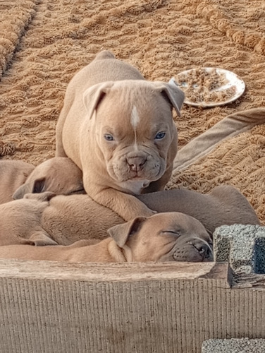 Vendo Cachorros American Bully
