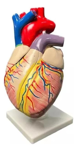 Modelo Anatómico De Corazón En 2 Partes Tamaño Natural
