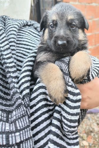 Cachorros Pastor Alemán 