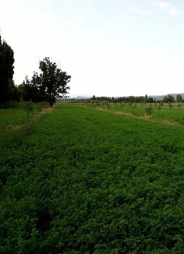 Imagen 6 de 19 de Finca Con Casa En Venta En San Rafael Mendoza, Rama Caida
